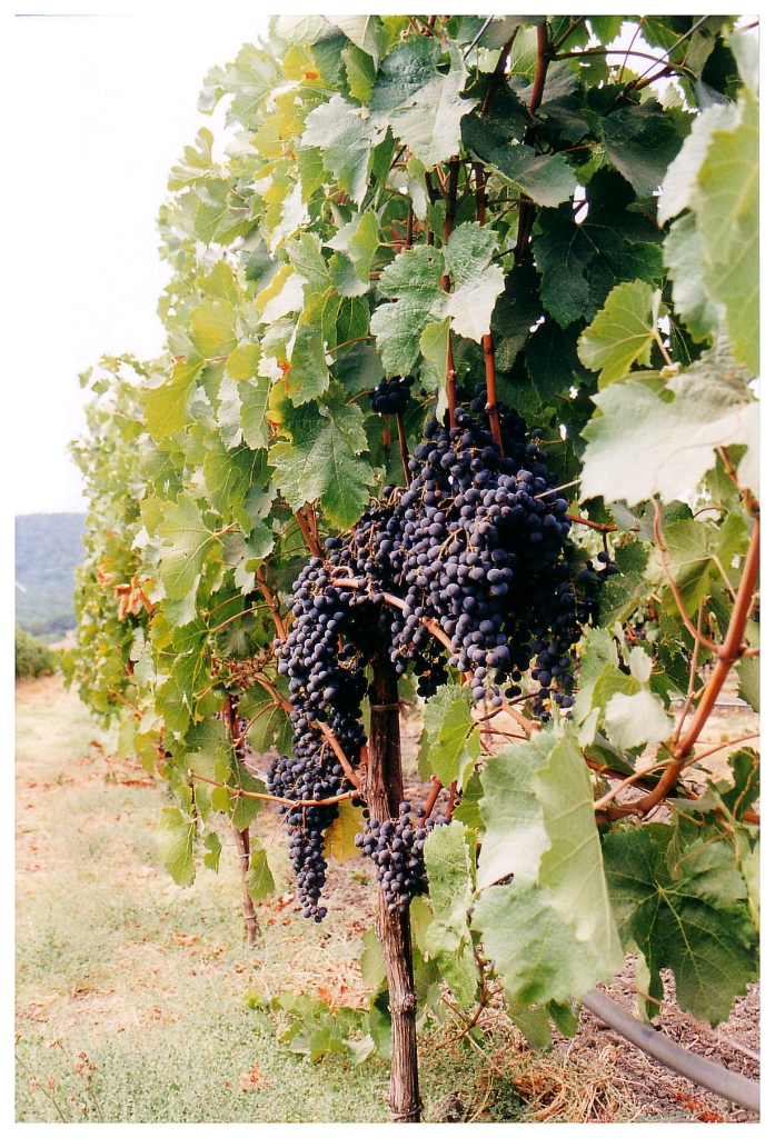 02 - Napa Valley (2).jpg